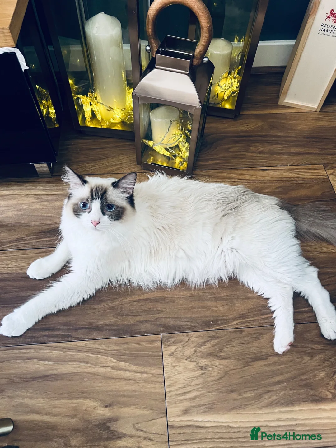 Ragdoll cats for sale: Ragdoll in Sittingbourne - Advert 1