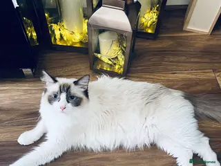 Ragdoll cats Ragdoll - Advert 4
