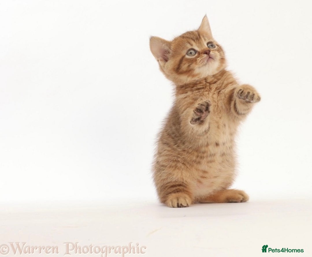 British Shorthair cats for sale: Stunning British shorthair - Image 4