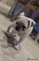 Pug dogs Beautiful kc registered pugs - Advert 3