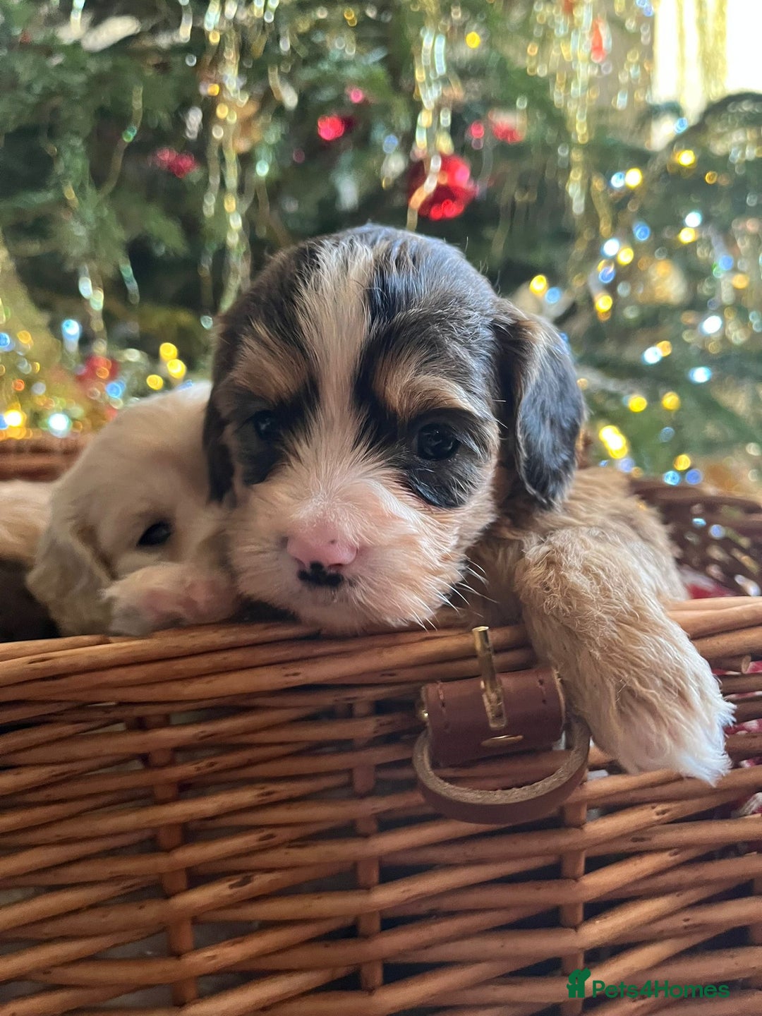 Cockapoo dogs for sale: Beautiful cockapoo puppies - Advert 18