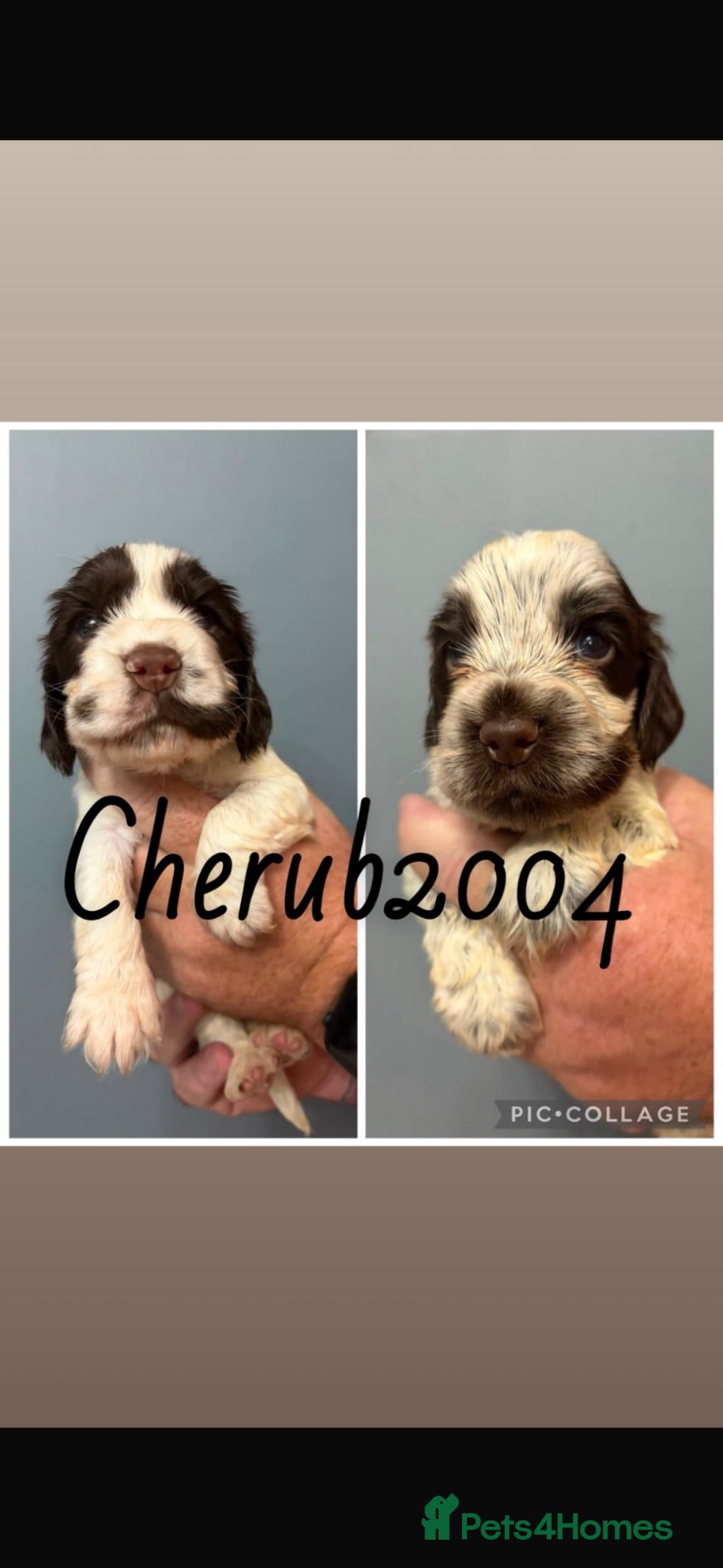 Cocker Spaniel dogs 🐶ONLY 2 SHOW COCKER BOY PUPS NOW AVAILABLE 🐶  - Advert 15