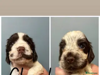 Cocker Spaniel dogs 🐶ONLY 2 SHOW COCKER BOY PUPS NOW AVAILABLE 🐶 - Advert 15