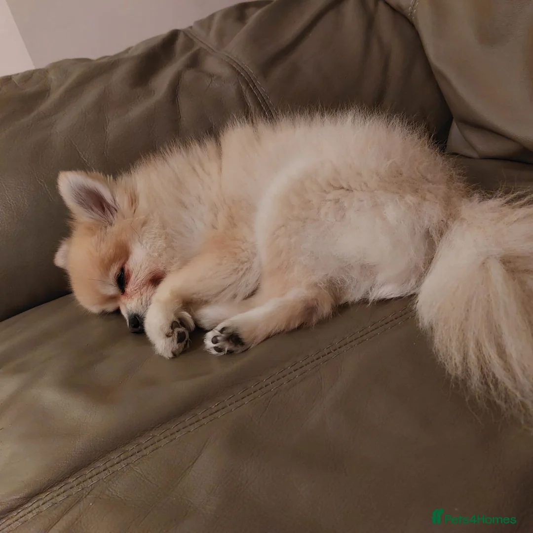 Pomeranian dogs for sale: Ella Pomeranian - Advert 2