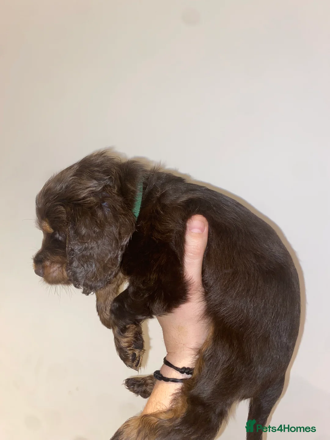 Miniature Dachshund dogs for sale: Long haired miniature dachshund puppies for sale  - Advert 6