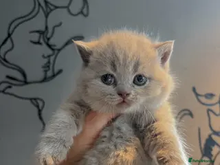 British Shorthair cats GCCF registered kittens x 2 female Lilac & Blue - Advert 1