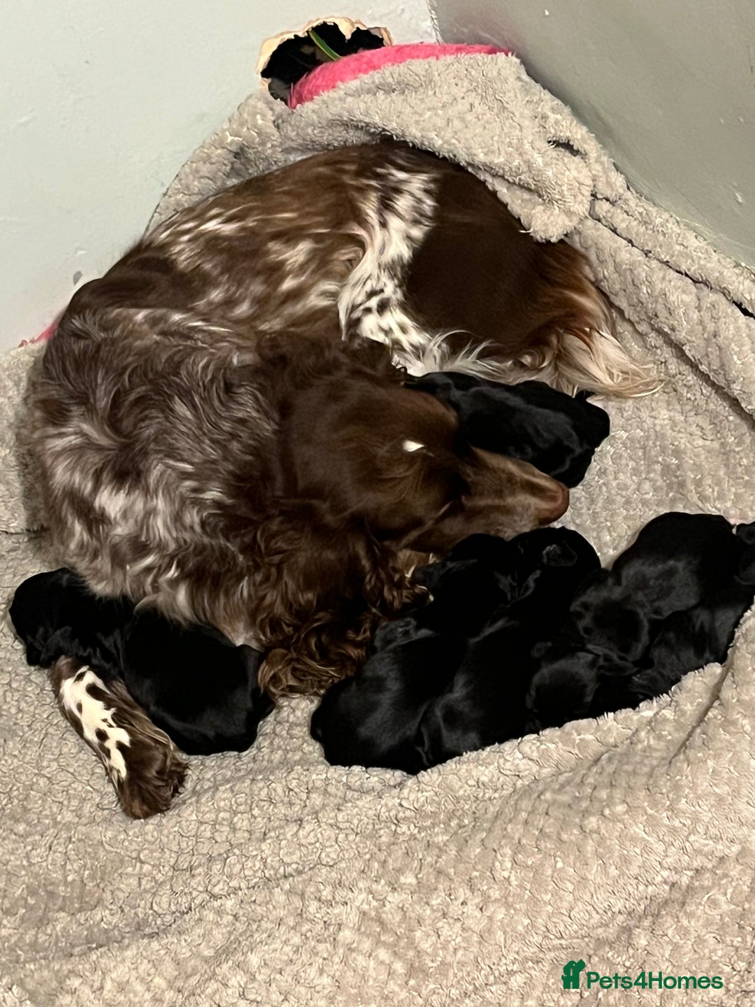Sprocker dogs for sale: F2 sprockers puppies  - Advert 1