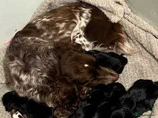 Sprocker dogs F2 sprockers puppies - Advert 9