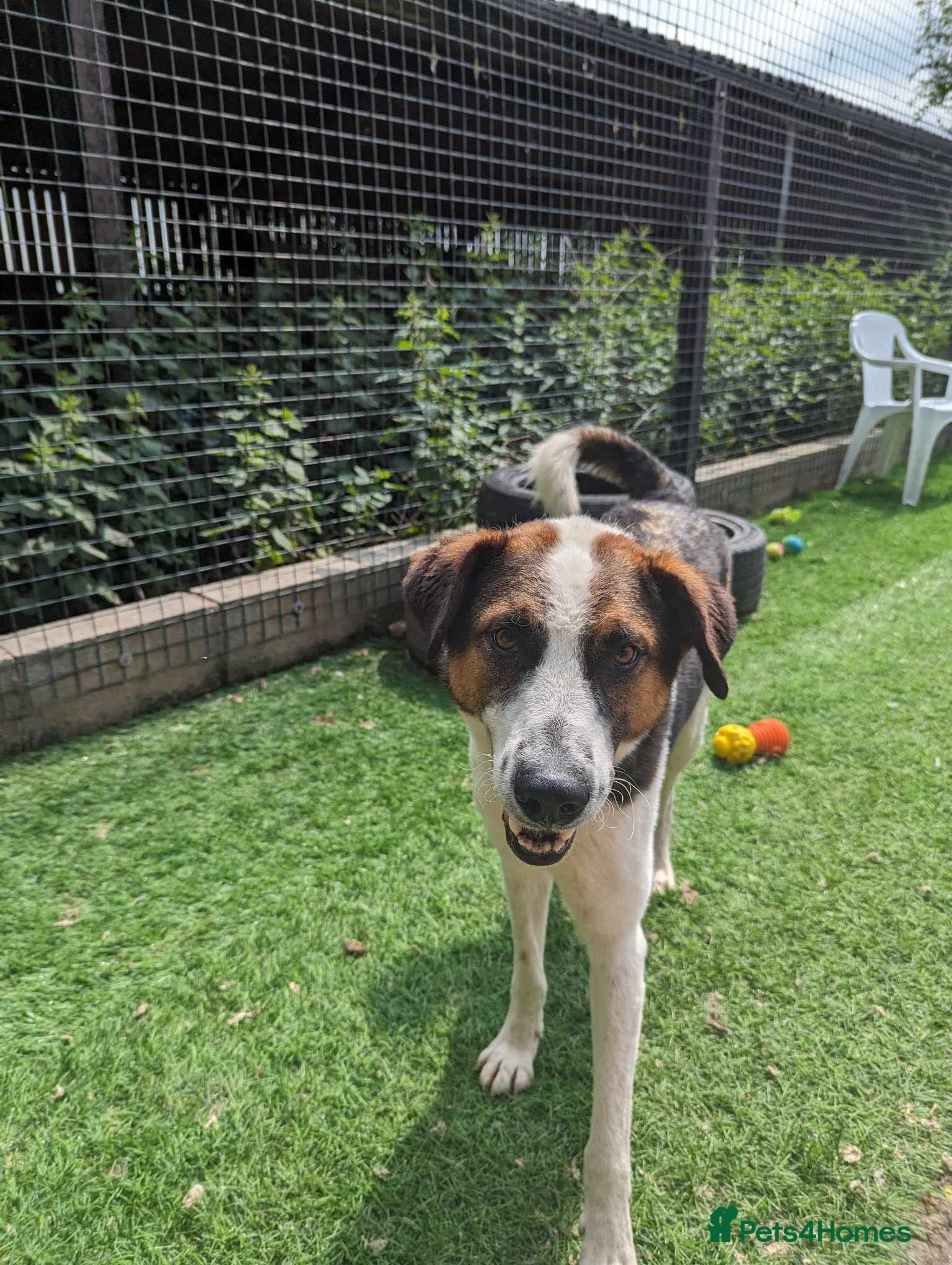 Mixed Breed dogs Meet Jumper, currently residing in Cheshire  in Nantwich - Advert 6