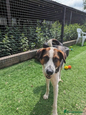 Mixed Breed dogs Meet Jumper, currently residing in Cheshire in Nantwich - Advert 15