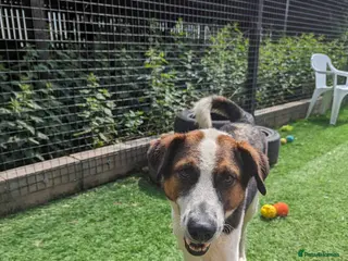 Mixed Breed dogs Meet Jumper, currently residing in Cheshire in Nantwich - Advert 18