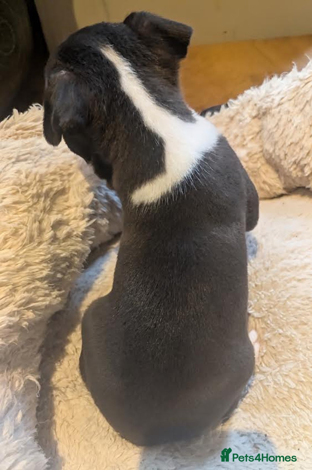 Boston Terrier dogs for sale: Adorable KC reg Boston Terrier Puppies - Image 14