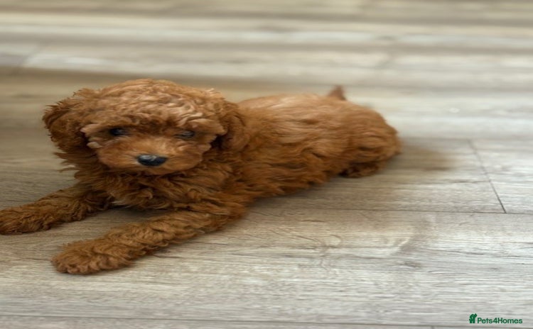 Toy Poodle dogs - Advert 5