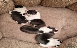 Boston Terrier dogs for sale: Beautiful Boston Terriers pups - Image 2