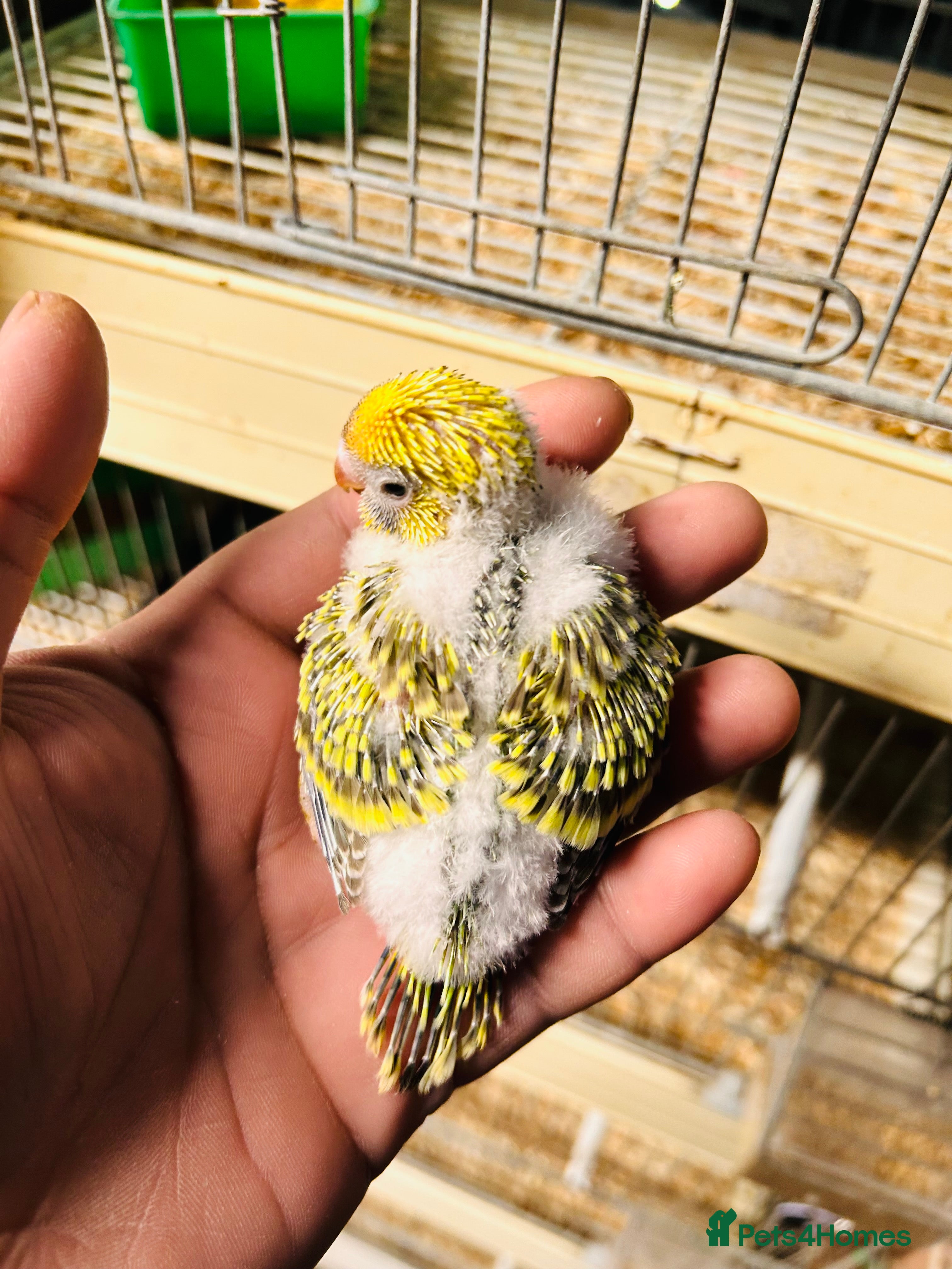 Budgerigars birds Adorable Handreared  baby budgies  - Advert 9