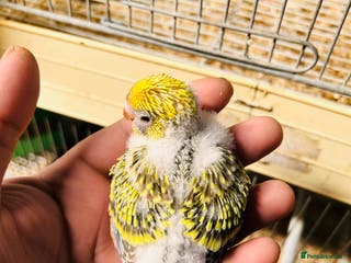Budgerigars birds Adorable Handreared baby budgies - Advert 7