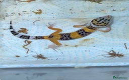 Leopard Gecko reptiles for sale: Baby leopard gecko  - Image 3