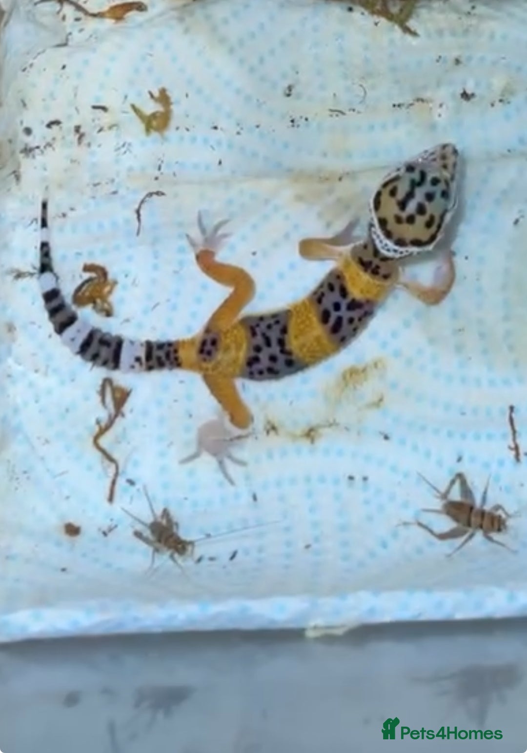 Leopard Gecko reptiles for sale: Baby leopard gecko  - Image 3