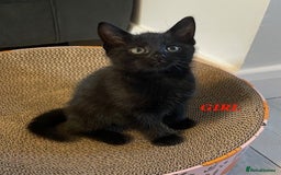 Domestic Shorthair cats for sale: 7 beautiful kittens!!!🐈‍⬛🐈‍⬛🐈‍⬛ - Image 7