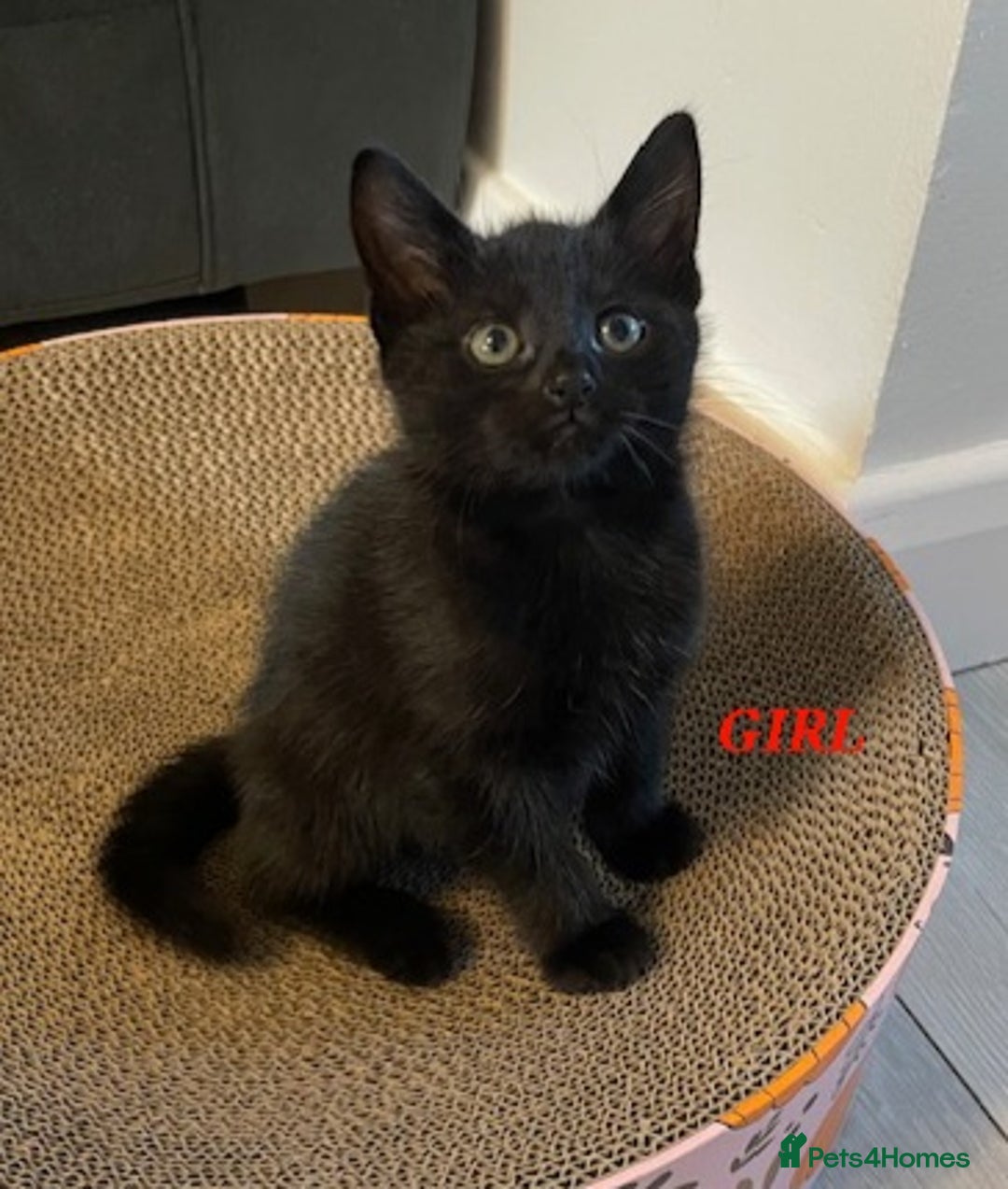 Domestic Shorthair cats for sale: 7 beautiful kittens!!!🐈‍⬛🐈‍⬛🐈‍⬛ - Image 7