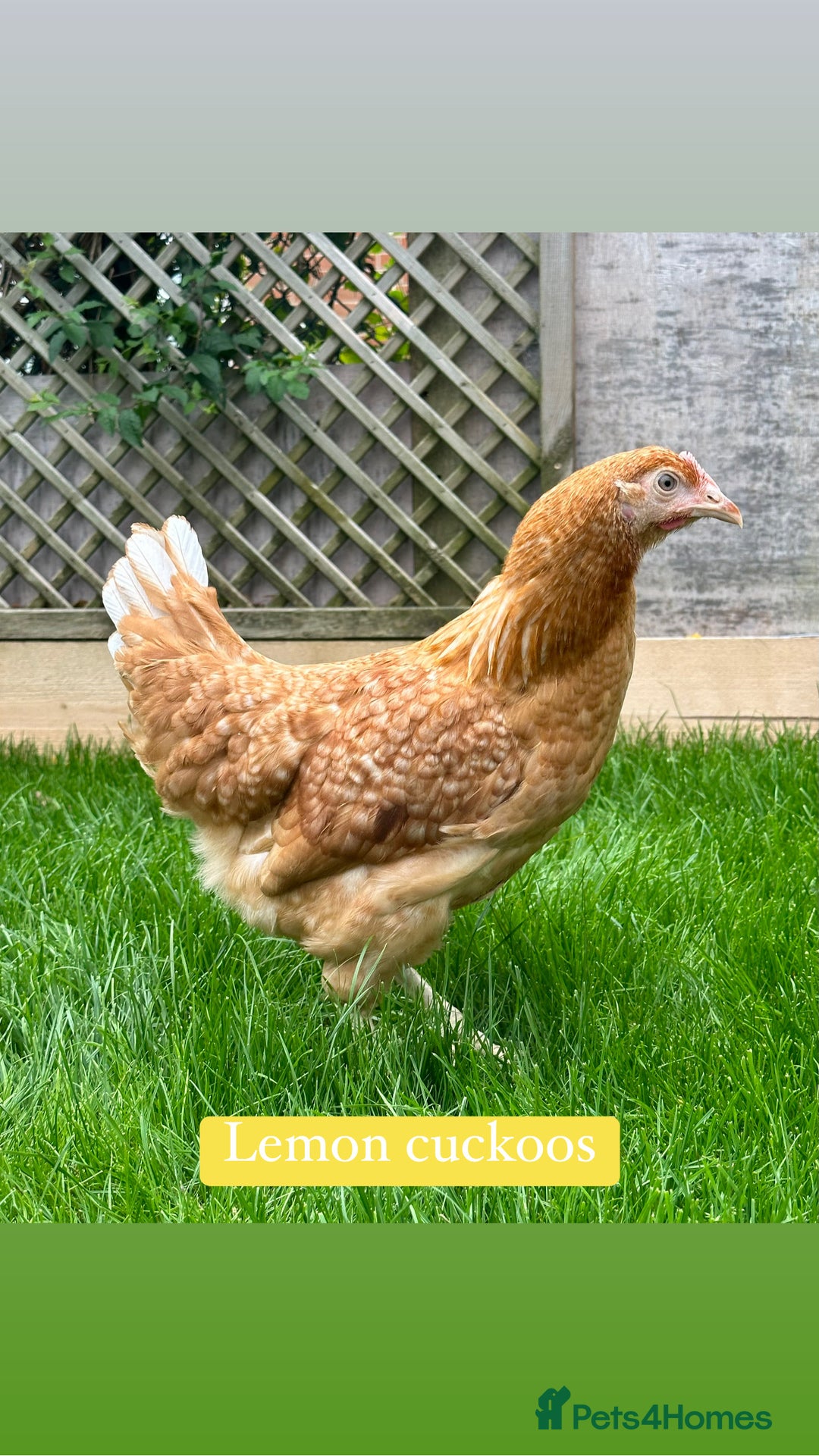 Chickens poultry for sale: Hybrid hens at point of lay  - Advert 8
