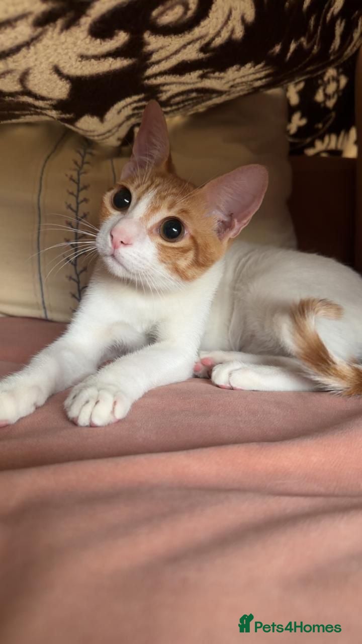 Mixed Breed cats Tiny Tuna needs a playful home  - Advert 2