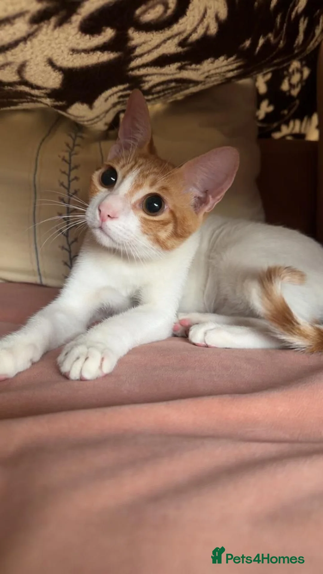 Mixed Breed cats for adoption: Tiny Tuna needs a playful home  - Advert 2