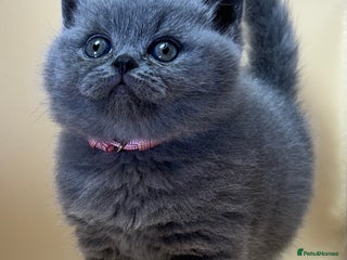 British Shorthair cats Gorgeous little bundles of joy! - Advert 2
