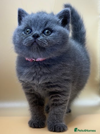 British Shorthair cats Gorgeous little bundles of joy! - Advert 1