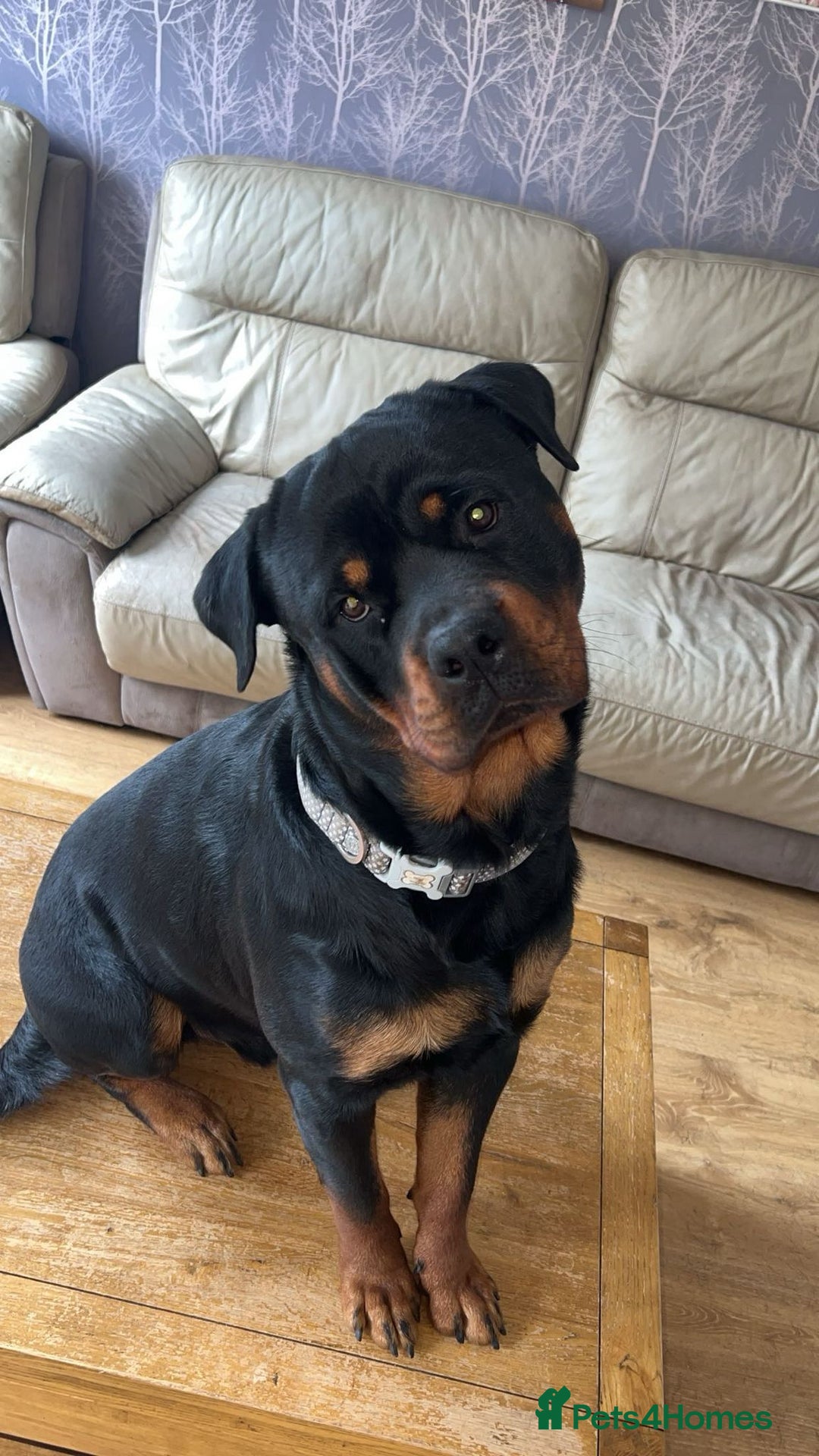 Rottweiler dogs for stud: Azrael KC Reg health tested stud  - Advert 4