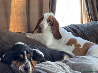 Basset Hound dogs Hannah and Todge - Advert 2