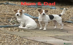 Jack Russell dogs for sale: 🐶🐶 Beautiful jack russell puppies 🐶🐶 - Image 12