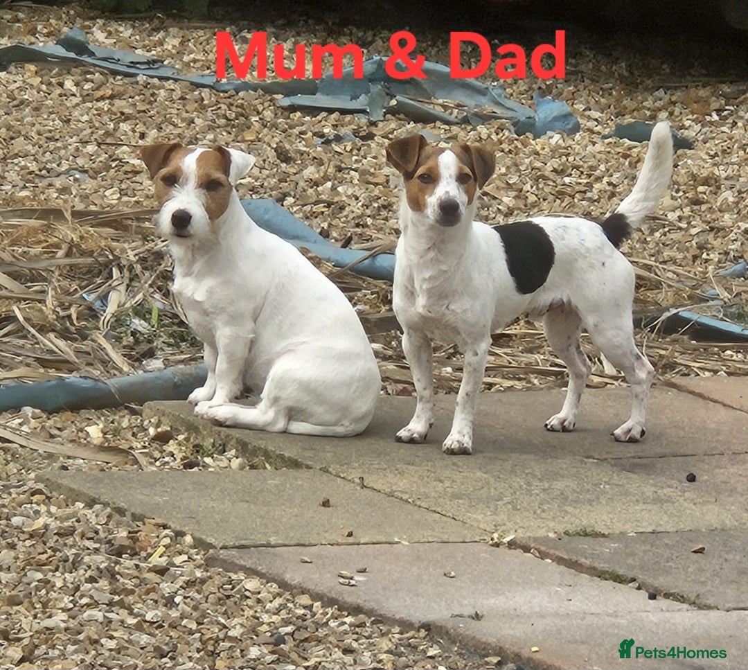 Jack Russell dogs for sale: 🐶🐶 Beautiful jack russell puppies 🐶🐶 - Image 12