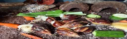 Snails invertebrates for sale: Giant African land snails  - Advert 7