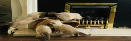 Mixed Breed cats for sale: Siamese x Ragdoll Kittens Looking for Loving Homes - Advert 16