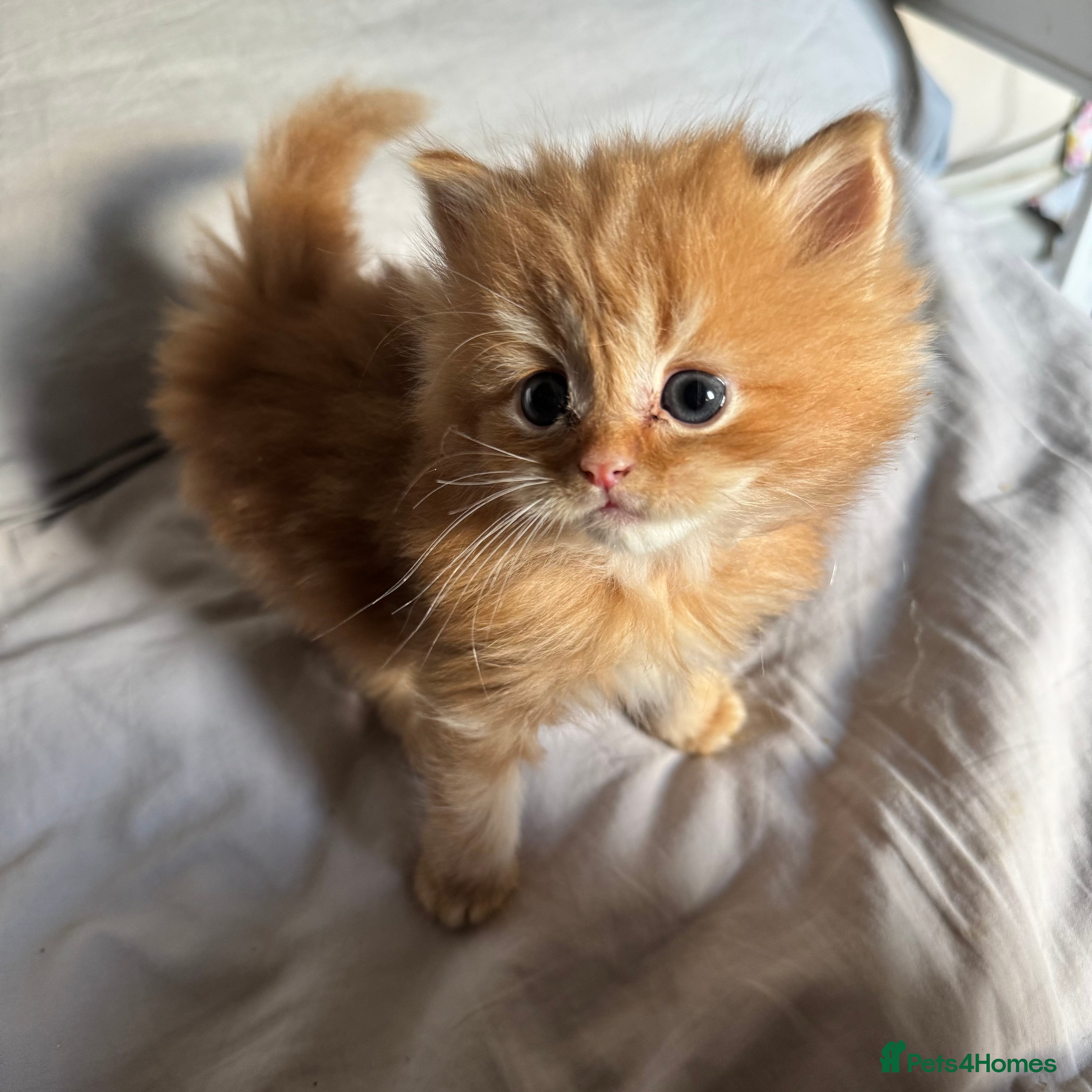 Persian cats Persian Litter of 4 for new loving home! - Advert 14