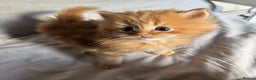 Persian cats for sale: Persian Litter of 4 for new loving home! - Advert 1