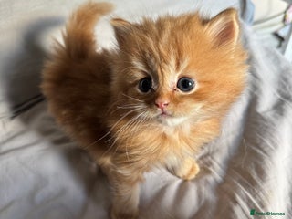 Persian cats Persian Litter of 4 for new loving home! - Advert 2