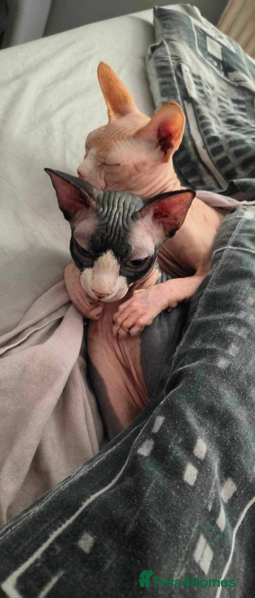 Sphynx cats Kittens are looking for new homes. - Advert 11