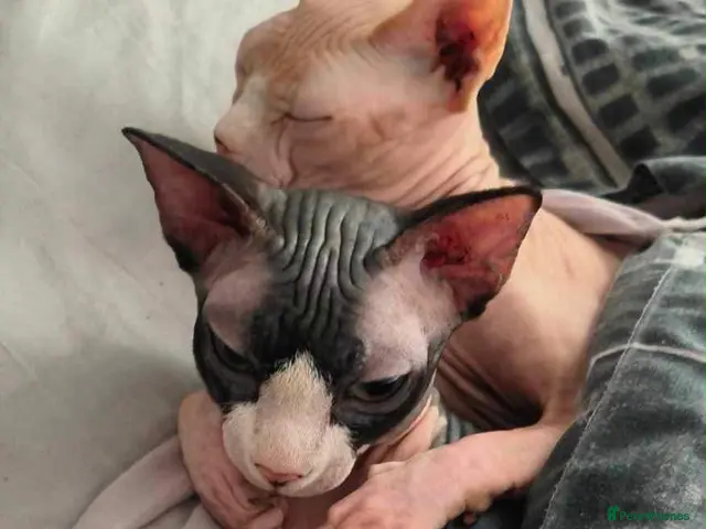 Sphynx cats for sale: Kittens READY for New home - Advert 4