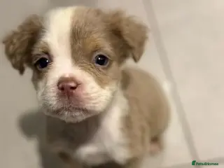 Old Tyme Bulldog dogs Olde English Bulldog 8 weeks Fluffy girl last one - Advert 2