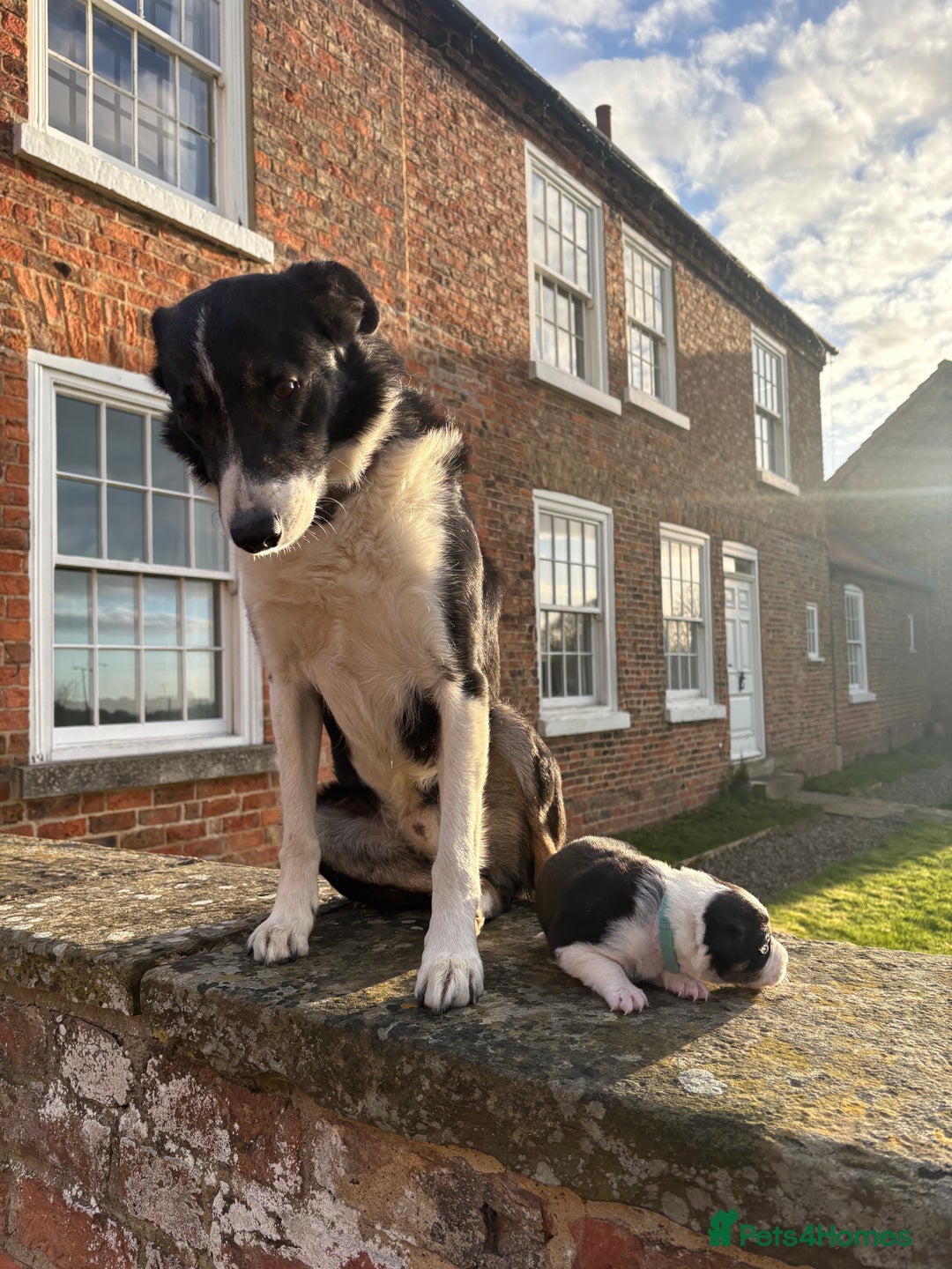 Border Collie dogs for stud: Isds registered pedigree border collie  - Advert 5