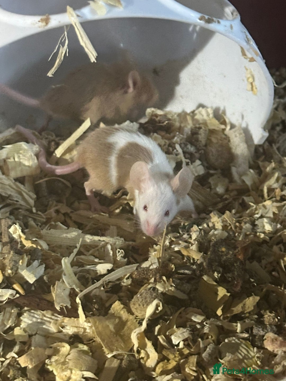 Mouse rodents for sale: Mice Babies (Hand Friendly) in Crewe - Image 3