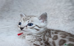 Bengal cats for sale: 🏆OUTSTANDING SHOW WINNING BENGALS KITTENS🔥 - Image 20