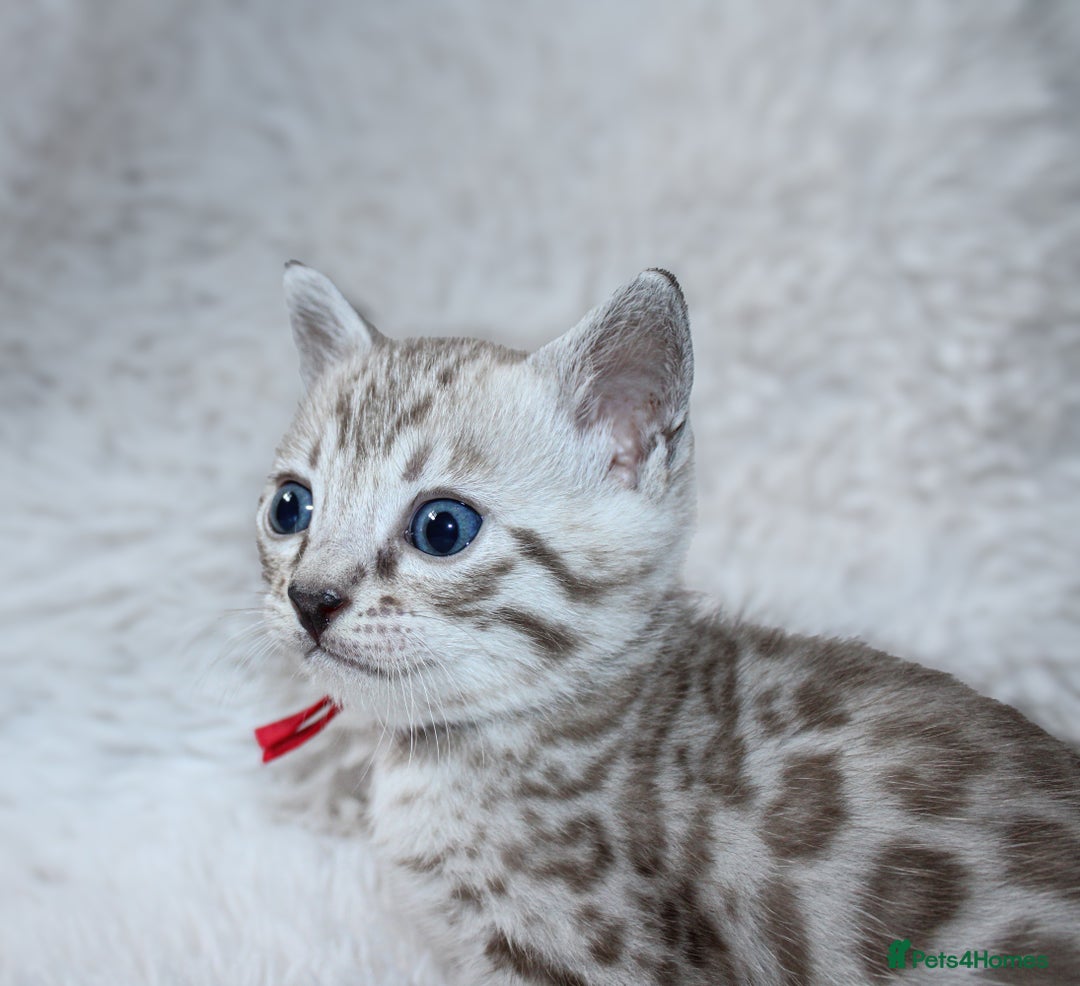 Bengal cats for sale: 🏆OUTSTANDING SHOW WINNING BENGALS KITTENS🔥 - Image 20