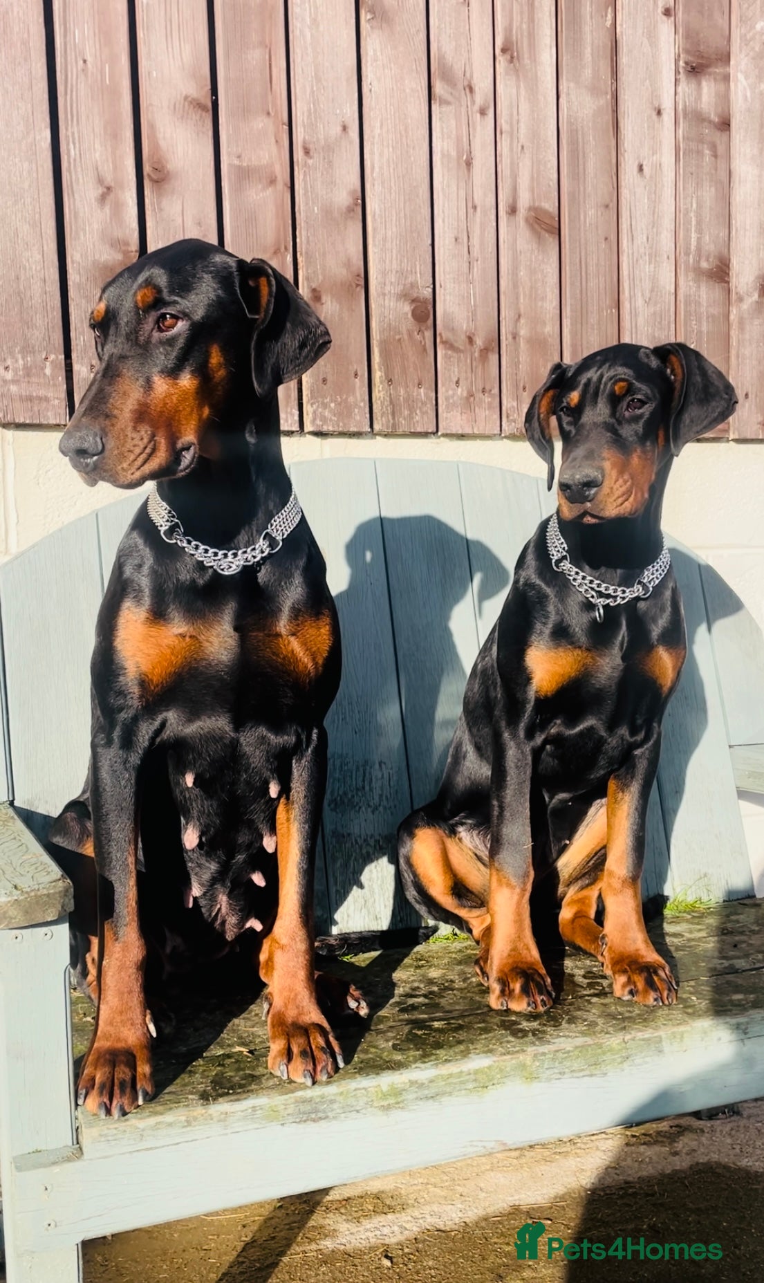 Dobermann dogs Beautiful Dobermann puppies  - Advert 8