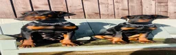 Dobermann dogs for sale: Beautiful Dobermann puppies  in Kington - Advert 1