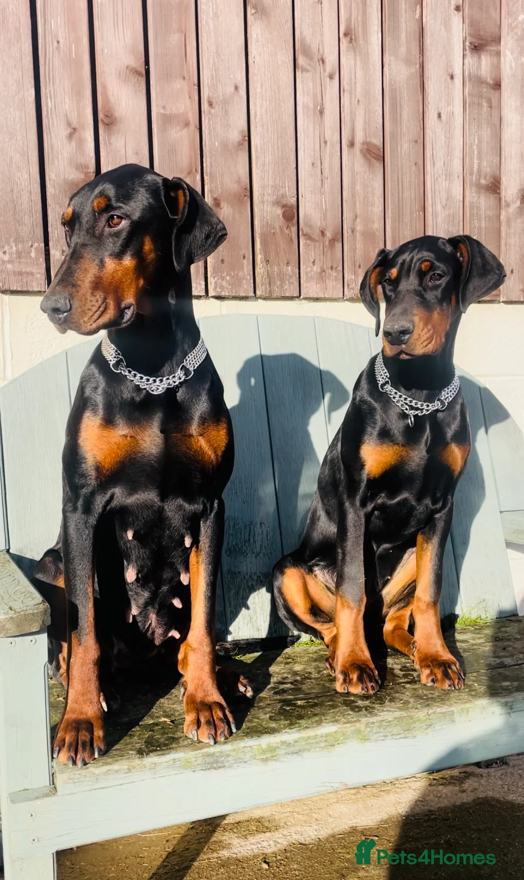Dobermann dogs for sale: Beautiful Dobermann puppies  in Kington - Advert 1