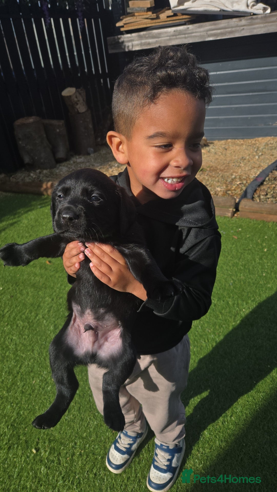 Labrador Retriever dogs for sale: Black and chocolate labrador puppies - Image 16