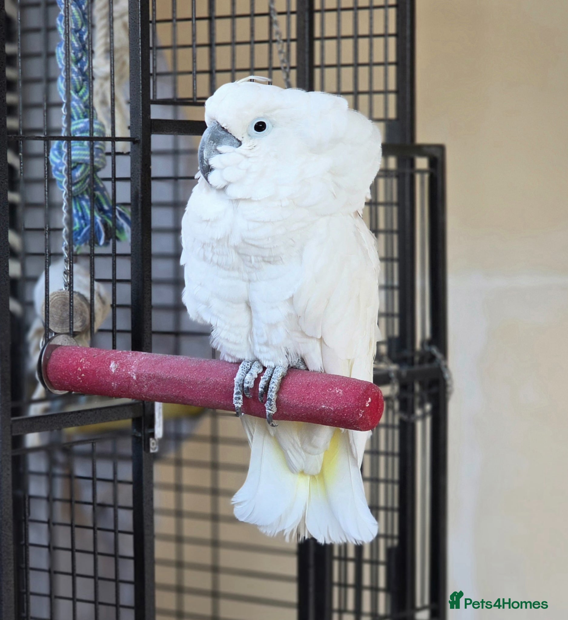 Cockatoo birds Male Umbrella Cockatoo - 6 years old - Advert 12